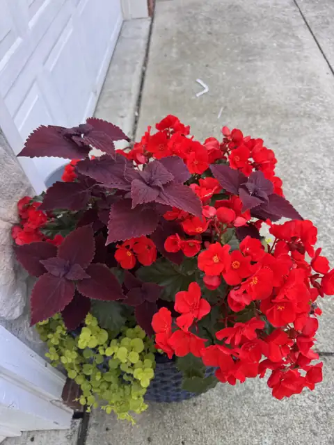 Planter filled with red begonias, dark coleus and lime-green creeping jenny by a front door